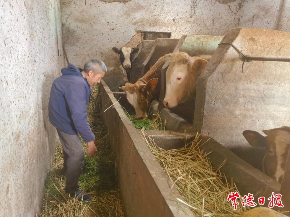 5月11日，羅抗軍給黃牛喂飼料.jpg